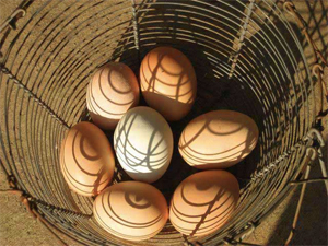 Farm fresh eggs